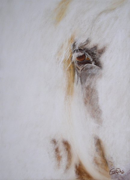 068 Cheval.jpg - Zoeil (40x60 cm)